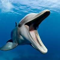 Tin tức trong ngày - Cá heo biết "gọi nhau bằng tên" như con người