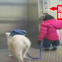 Cười 24h - Cặp đôi hoàn cảnh: Khỉ đi cầu thang máy