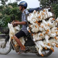 Tin tức trong ngày - Xe máy chở vịt ở Việt Nam lên báo Mỹ