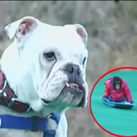 Cười 24h - Cặp đôi hoàn cảnh: Chó đòi quyền lợi