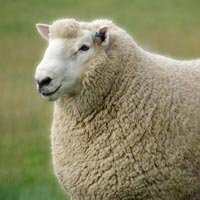 Kỹ năng sống: Làm túi ngủ từ lông cừu