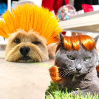 Phi thường - kỳ quặc - Tròn mắt vì tóc giả của thú cưng