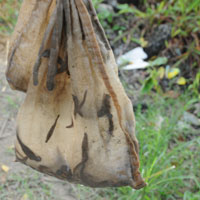 Tin tức trong ngày - HN: Săn đỉa bán giá... tôm hùm