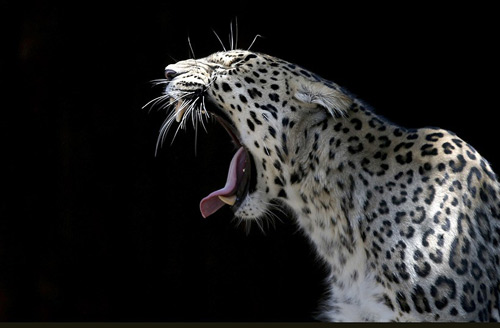 Ảnh đẹp: Nai mẹ cứu con giữa dòng nước xiết - 3