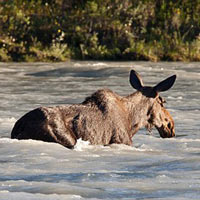 Tin tức trong ngày - Ảnh đẹp: Nai mẹ cứu con giữa dòng nước xiết