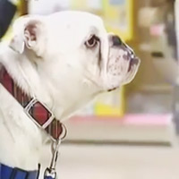 Cười 24h - Cặp đôi hoàn cảnh: Khỉ và chó đi siêu thị