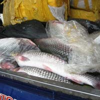 Thị trường - Tiêu dùng - 700kg cá trắm lậu gắn chữ TQ trên bao bì