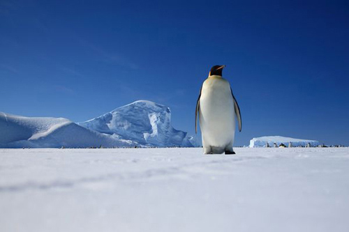 Đến Nam Cực- xứ sở của chim cánh cụt - 1