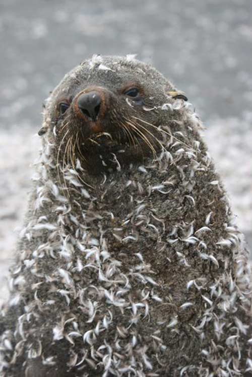 Đến Nam Cực- xứ sở của chim cánh cụt - 11