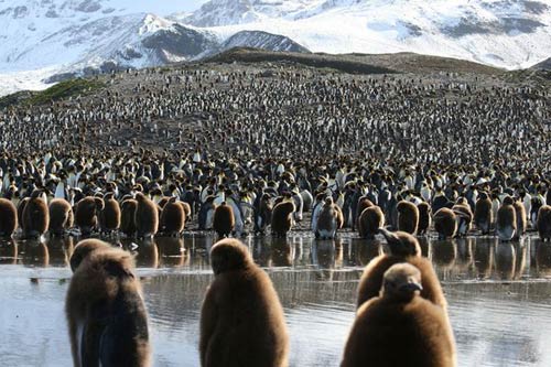 Đến Nam Cực- xứ sở của chim cánh cụt - 13