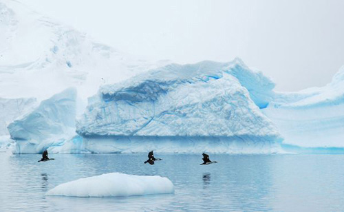 Đến Nam Cực- xứ sở của chim cánh cụt - 4