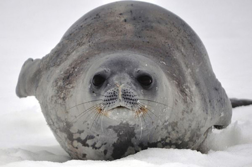 Đến Nam Cực- xứ sở của chim cánh cụt - 7