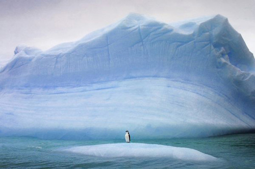 Đến Nam Cực- xứ sở của chim cánh cụt - 5