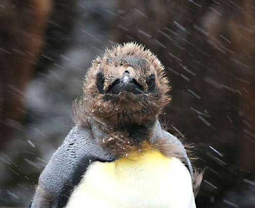 Đến Nam Cực- xứ sở của chim cánh cụt - 6