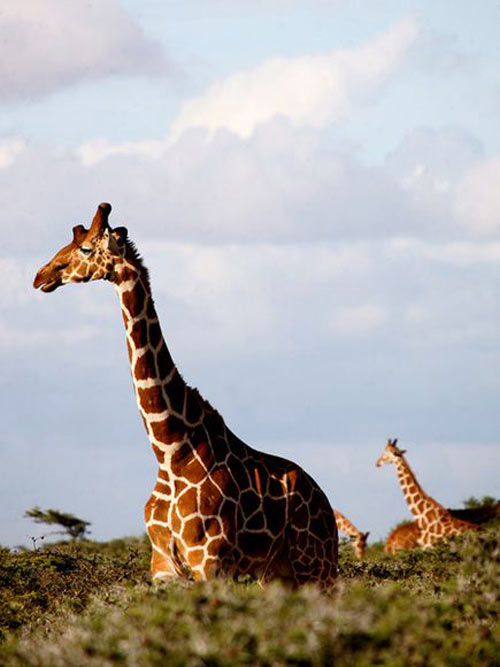 Tới thăm Kenya - "Cái nôi của nhân loại" - 5