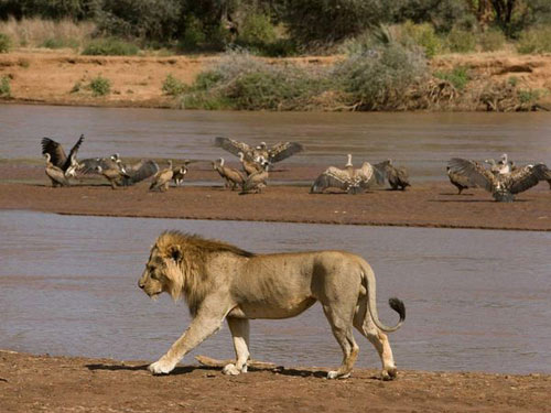 Tới thăm Kenya - "Cái nôi của nhân loại" - 7