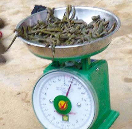 Bí ẩn nào sau “cơn sốt”… đỉa? - 2