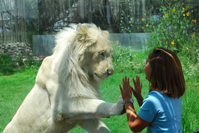 Cô gái trẻ này có thể chơi với chú sư tử