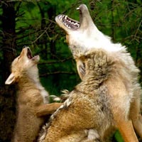 Ảnh đẹp: Chó sói con tập hú