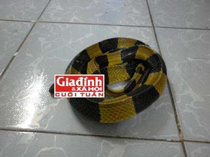 Đánh đu sinh mạng với thú cưng tiền tỉ - 3