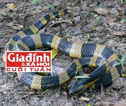 Đánh đu sinh mạng với thú cưng tiền tỉ - 2