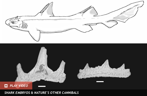 Phát hiện cá mập Răng Quỷ thời tiền sử - 1