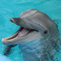 Tin tức trong ngày - Cá heo "thù dai nhớ lâu" chỉ sau con người