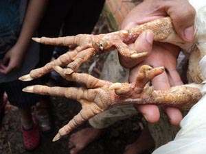 Bỏ phố lên rừng nuôi gà ngàn đô - 3