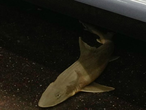 Mỹ: Cá mập bí ẩn trên tàu điện ngầm New York - 1