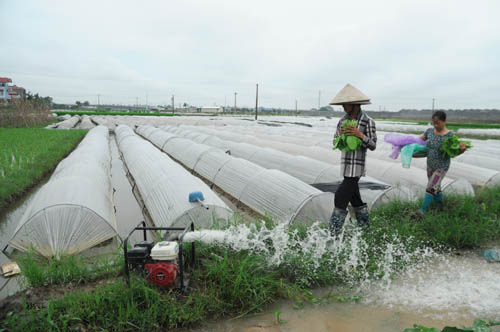 Nhiều vựa rau lớn của Hà Nội mất trắng - 9