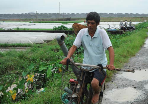 Nhiều vựa rau lớn của Hà Nội mất trắng - 10