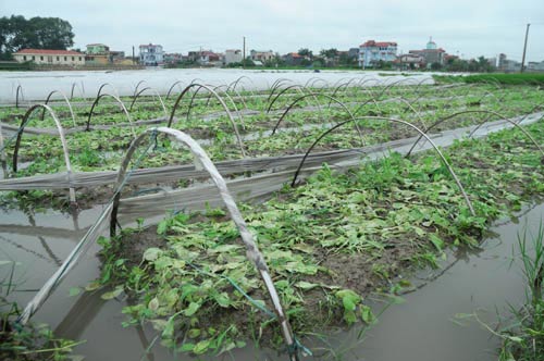 Nhiều vựa rau lớn của Hà Nội mất trắng - 3