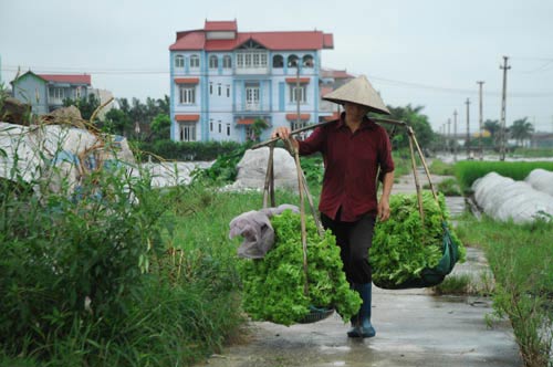 Nhiều vựa rau lớn của Hà Nội mất trắng - 11