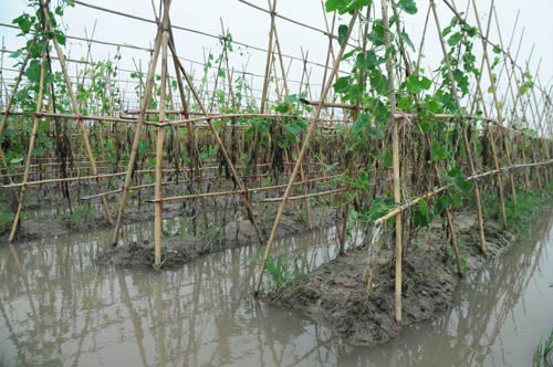 Nhiều vựa rau lớn của Hà Nội mất trắng - 5