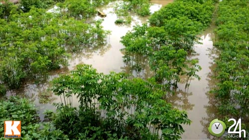 Nhiều vựa rau lớn của Hà Nội mất trắng - 8