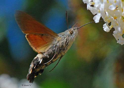 Những động vật dị thường hiếm gặp (P1) - 8