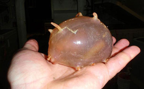 Những động vật dị thường hiếm gặp (P1) - 4