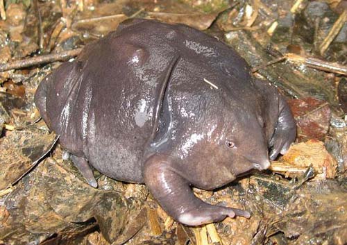 Những động vật dị thường hiếm gặp (P1) - 14