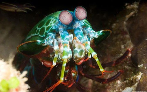 Những động vật dị thường hiếm gặp (P1) - 10