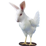 Thơ vui: Lý do gà ghét thỏ