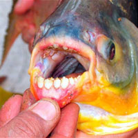 Tin tức trong ngày - Thụy Điển: Cảnh báo cá "thiến" người đi bơi