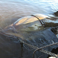 Phi thường - kỳ quặc - Video: Tận mắt thấy "thủy quái" khổng lồ