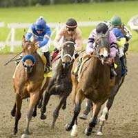 Tin tức trong ngày - Hợp pháp hóa cá cược