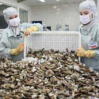 Thị trường - Tiêu dùng - Mỹ vẫn đánh thuế chống trợ cấp tôm Việt