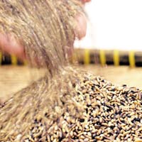 Thị trường - Tiêu dùng - "Gạo chống ung thư" đắt gấp 4 lần gạo thường