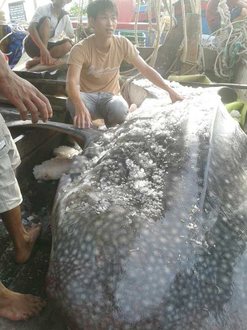 Xuất hiện loài cá mập lớn nhất TG ở Nghệ An - 1