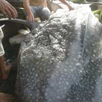 Tin tức trong ngày - Xuất hiện loài cá mập lớn nhất TG ở Nghệ An