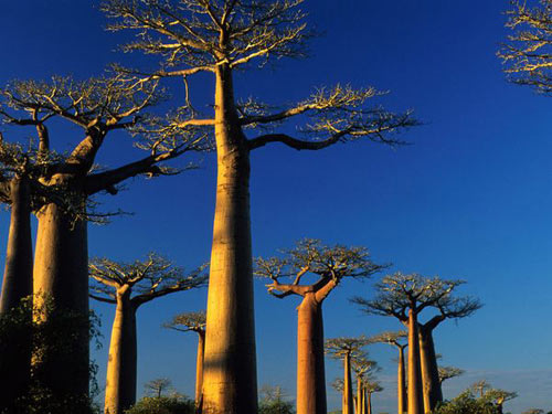 Ghé thăm đất nước Madagascar - 3