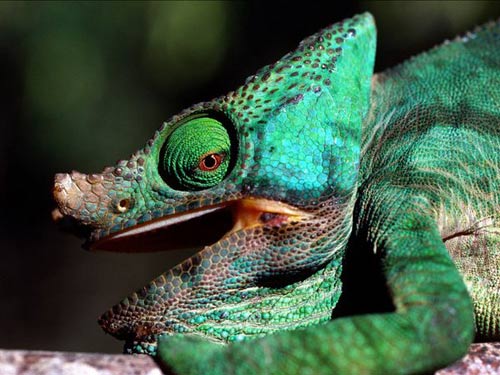 Ghé thăm đất nước Madagascar - 9