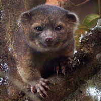 Tin tức trong ngày - Phát hiện thêm một loài động vật ăn thịt